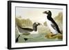 Great Auk (Alka Impennis):-John James Audubon-Framed Giclee Print