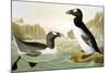 Great Auk (Alka Impennis):-John James Audubon-Mounted Giclee Print