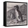 Great Auk Extinct-null-Framed Stretched Canvas