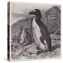 Great Auk Extinct-null-Stretched Canvas