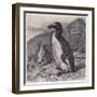 Great Auk Extinct-null-Framed Art Print