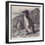 Great Auk Extinct-null-Framed Art Print