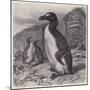 Great Auk Extinct-null-Mounted Art Print