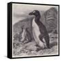 Great Auk Extinct-null-Framed Stretched Canvas