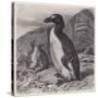 Great Auk Extinct-null-Stretched Canvas