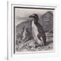 Great Auk Extinct-null-Framed Art Print