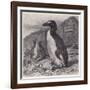 Great Auk Extinct-null-Framed Art Print