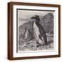 Brown Frame
