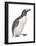 Great Auk (Pinguinnus Impennis), Birds-Encyclopaedia Britannica-Framed Poster