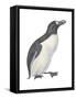 Great Auk (Pinguinnus Impennis), Birds-Encyclopaedia Britannica-Framed Stretched Canvas