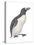 Great Auk (Pinguinnus Impennis), Birds-Encyclopaedia Britannica-Stretched Canvas