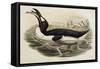 Great Auk Pinguinus Impennis-null-Framed Stretched Canvas