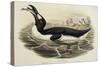 Great Auk Pinguinus Impennis-null-Stretched Canvas