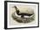 Great Auk Pinguinus Impennis-null-Framed Giclee Print