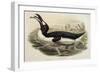 Great Auk Pinguinus Impennis-null-Framed Giclee Print