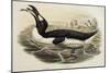 Great Auk Pinguinus Impennis-null-Mounted Giclee Print