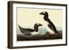 Great Auks-John James Audubon-Framed Premium Giclee Print