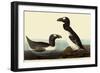 Great Auks-John James Audubon-Framed Premium Giclee Print