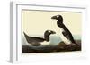 Great Auks-John James Audubon-Framed Premium Giclee Print