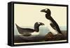 Great Auks-John James Audubon-Framed Stretched Canvas