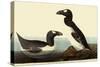 Great Auks-John James Audubon-Stretched Canvas
