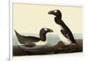 Great Auks-John James Audubon-Framed Giclee Print