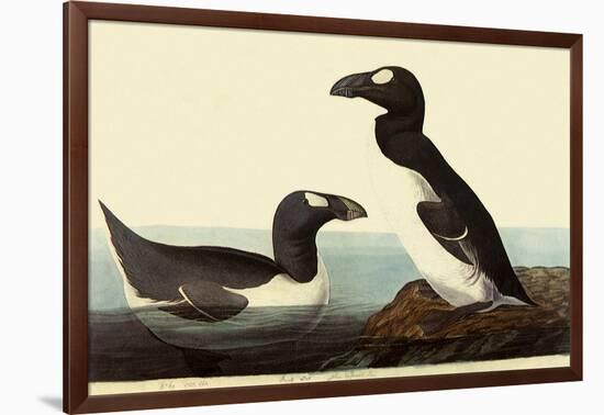 Great Auks-John James Audubon-Framed Giclee Print