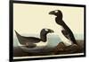 Great Auks-John James Audubon-Framed Giclee Print