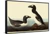 Great Auks-John James Audubon-Framed Stretched Canvas