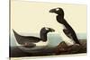 Great Auks-John James Audubon-Stretched Canvas