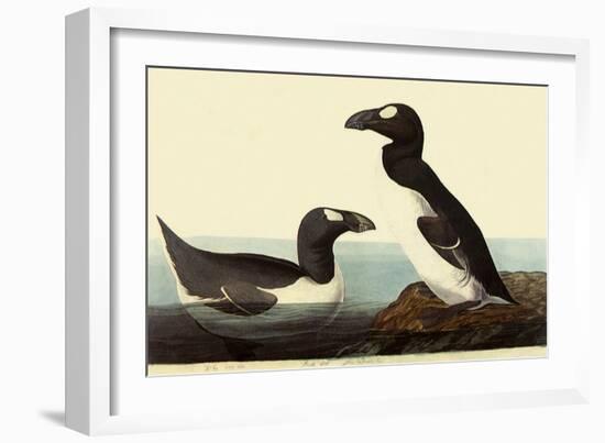 Great Auks-John James Audubon-Framed Giclee Print