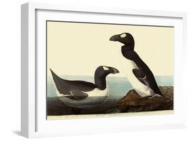 Great Auks-John James Audubon-Framed Giclee Print