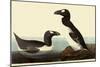 Great Auks-John James Audubon-Mounted Giclee Print
