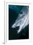 Great Baracuda (Sphyraena Barracuda)-Stephen Frink-Framed Premium Photographic Print