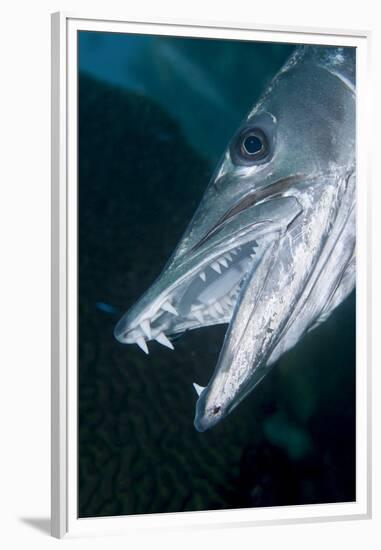 Great Baracuda (Sphyraena Barracuda)-Stephen Frink-Framed Premium Photographic Print