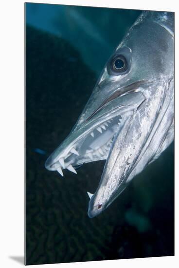 Great Baracuda (Sphyraena Barracuda)-Stephen Frink-Mounted Premium Photographic Print