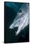 Great Baracuda (Sphyraena Barracuda)-Stephen Frink-Framed Stretched Canvas