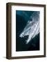 Great Baracuda (Sphyraena Barracuda)-Stephen Frink-Framed Photographic Print