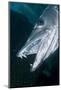 Great Baracuda (Sphyraena Barracuda)-Stephen Frink-Mounted Photographic Print