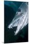 Great Baracuda (Sphyraena Barracuda)-Stephen Frink-Mounted Photographic Print