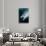 Great Baracuda (Sphyraena Barracuda)-Stephen Frink-Stretched Canvas displayed on a wall