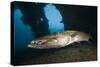 Great Barracuda at Liberty Wreck, Tulamben, Bali, Indonesia-Reinhard Dirscherl-Stretched Canvas