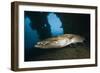 Great Barracuda at Liberty Wreck, Tulamben, Bali, Indonesia-Reinhard Dirscherl-Framed Photographic Print