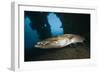 Great Barracuda at Liberty Wreck, Tulamben, Bali, Indonesia-Reinhard Dirscherl-Framed Photographic Print