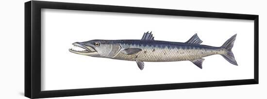 Great Barracuda (Sphyraena Barracuda), Fishes-Encyclopaedia Britannica-Framed Poster