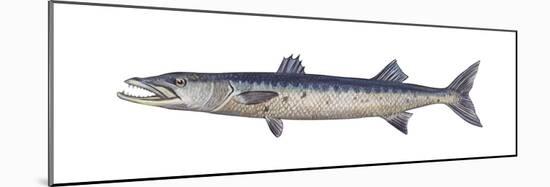 Great Barracuda (Sphyraena Barracuda), Fishes-Encyclopaedia Britannica-Mounted Poster