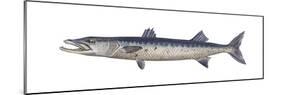 Great Barracuda (Sphyraena Barracuda), Fishes-Encyclopaedia Britannica-Mounted Poster