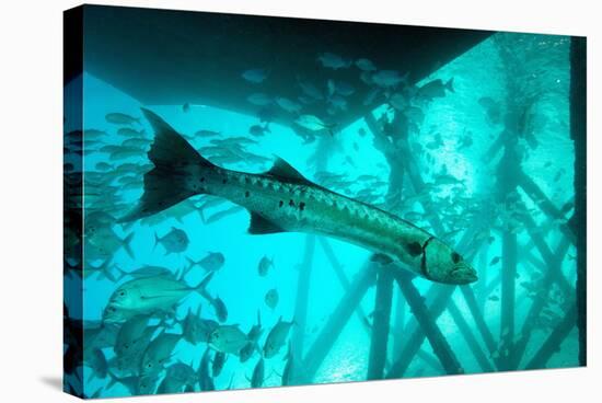 Great Barracuda (Sphyraena Barracuda) (Giant Barracuda) Can Grow Up to 1.8 Metres Long-Louise Murray-Stretched Canvas