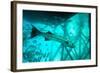 Great Barracuda (Sphyraena Barracuda) (Giant Barracuda) Can Grow Up to 1.8 Metres Long-Louise Murray-Framed Photographic Print