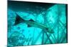 Great Barracuda (Sphyraena Barracuda) (Giant Barracuda) Can Grow Up to 1.8 Metres Long-Louise Murray-Mounted Photographic Print